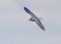 Mouette pygmée