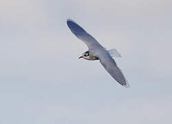 Mouette pygmée