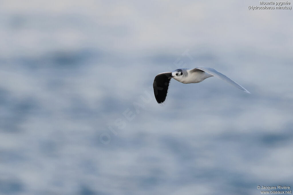 Little Gulladult post breeding, Flight