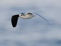 Mouette pygmée