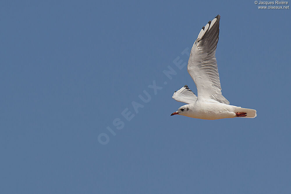 Mouette rieuseadulte internuptial, Vol