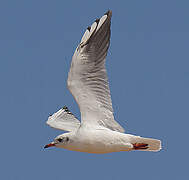 Black-headed Gull