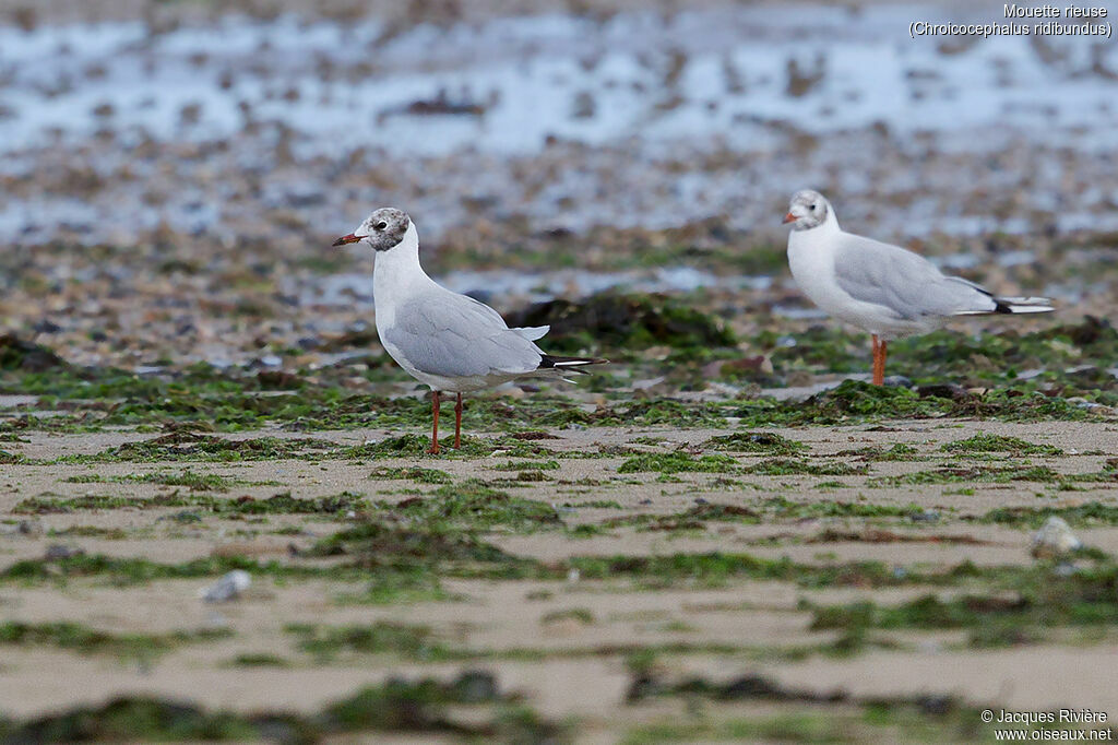 Mouette rieuseadulte transition, identification, mue