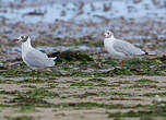 Mouette rieuse