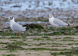 Black-headed Gull