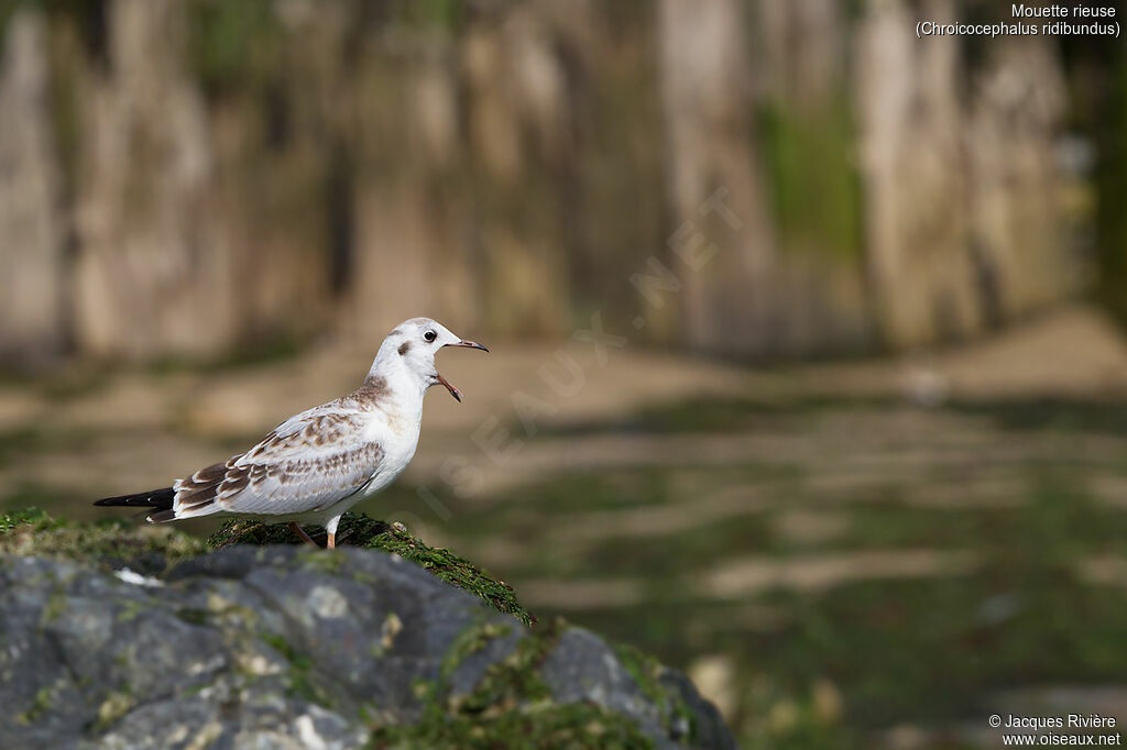 Mouette rieuseimmature, identification