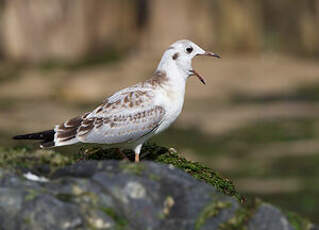 Mouette rieuse