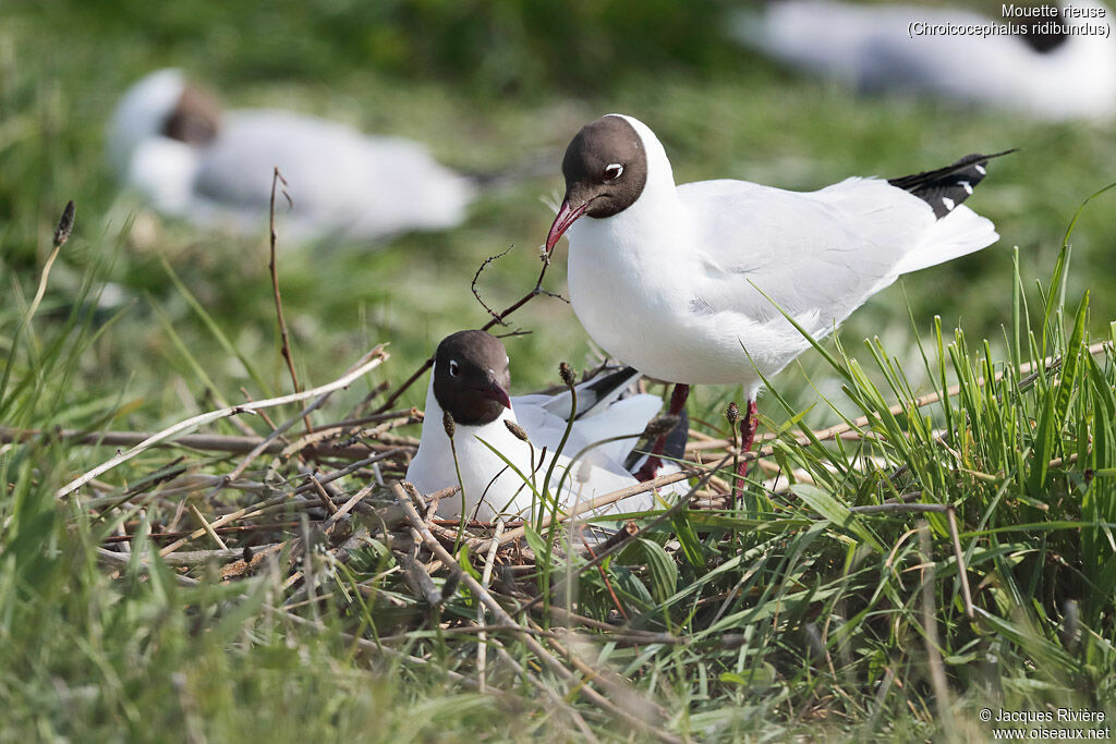 Mouette rieuseadulte nuptial, Nidification