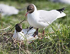 Mouette rieuse