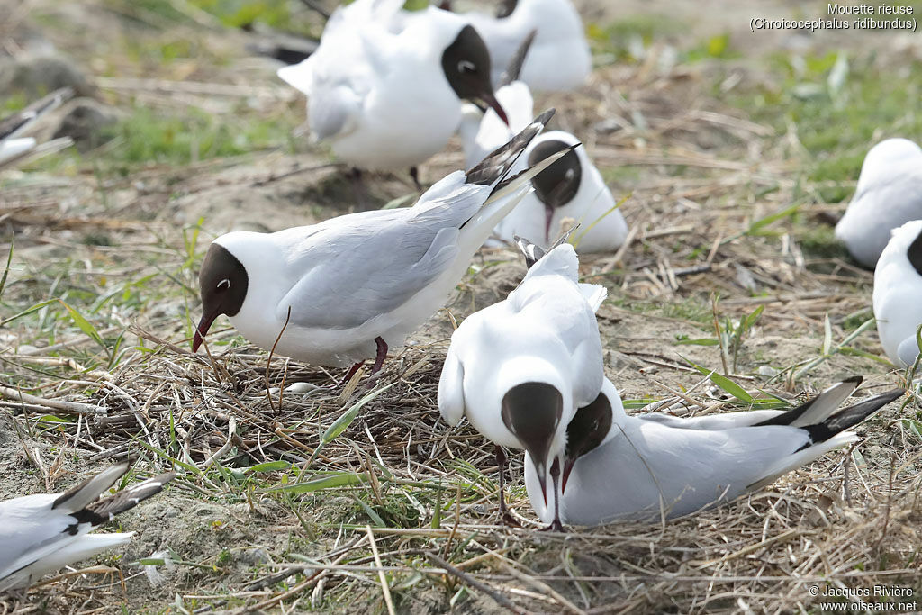 Mouette rieuseadulte nuptial, Nidification