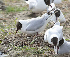 Mouette rieuse