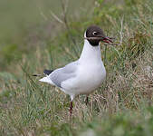 Mouette rieuse