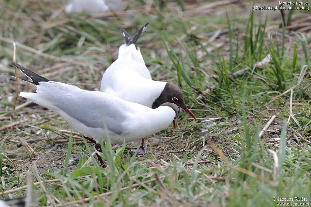 Mouette rieuseadulte nuptial, Nidification