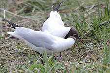 Mouette rieuse