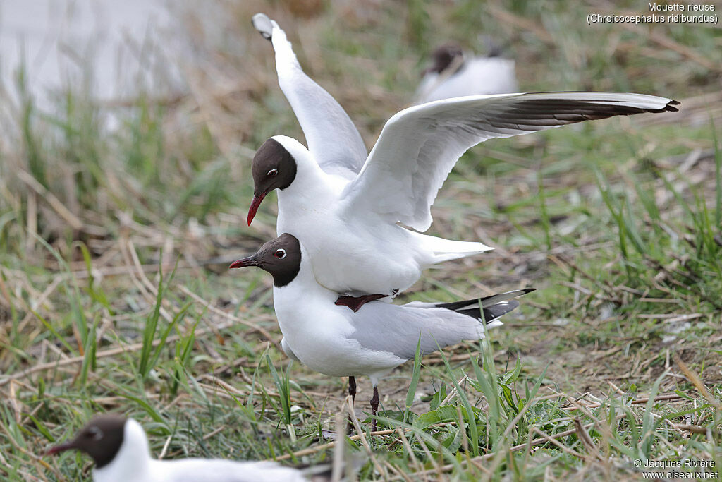 Mouette rieuseadulte, accouplement.