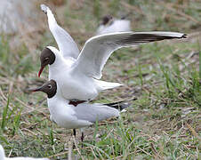 Mouette rieuse