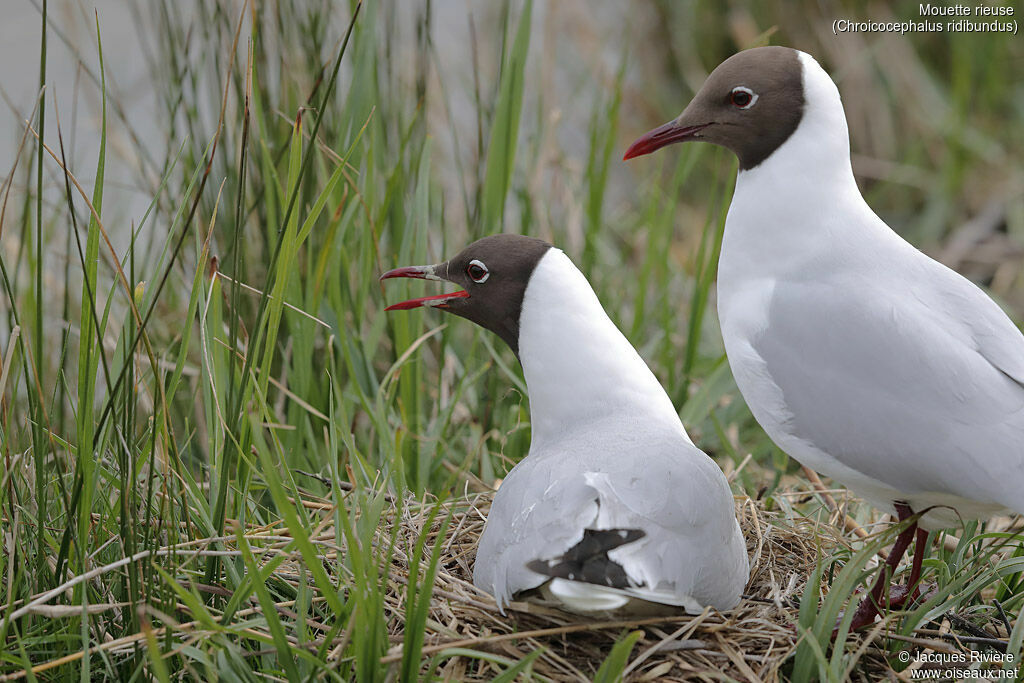 Mouette rieuseadulte, Nidification