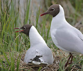 Mouette rieuse