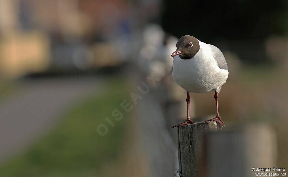 Mouette rieuseadulte nuptial