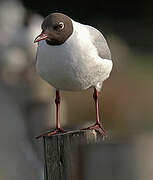 Mouette rieuse