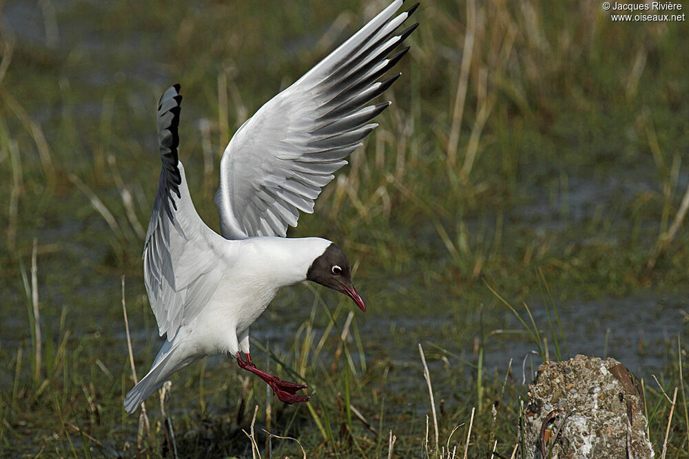 Mouette rieuseadulte nuptial, Vol