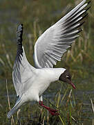 Mouette rieuse