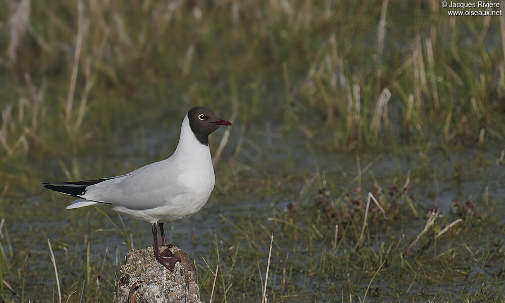 Mouette rieuseadulte nuptial