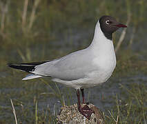 Black-headed Gull