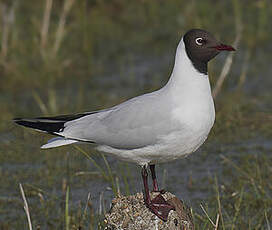 Mouette rieuse