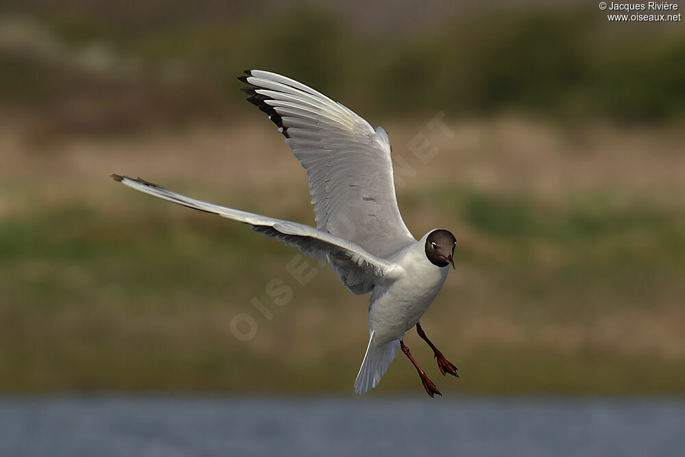 Mouette rieuseadulte nuptial, Vol