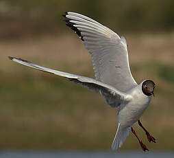 Mouette rieuse