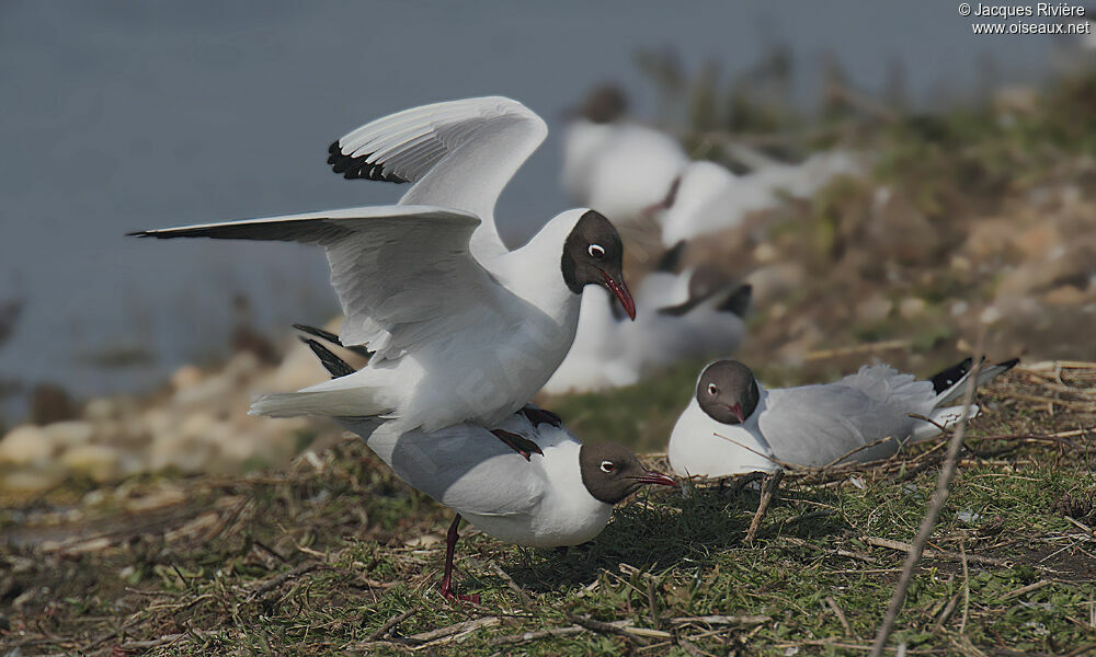 Mouette rieuse , Nidification