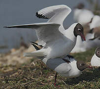 Mouette rieuse