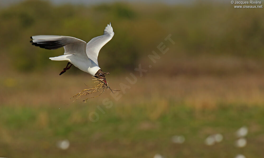 Black-headed Gulladult, Reproduction-nesting