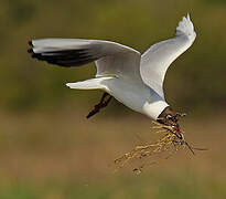 Mouette rieuse