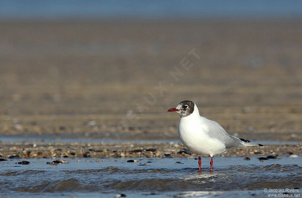 Black-headed Gulladult post breeding