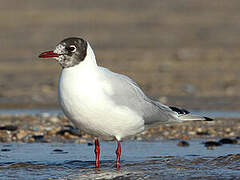 Mouette rieuse