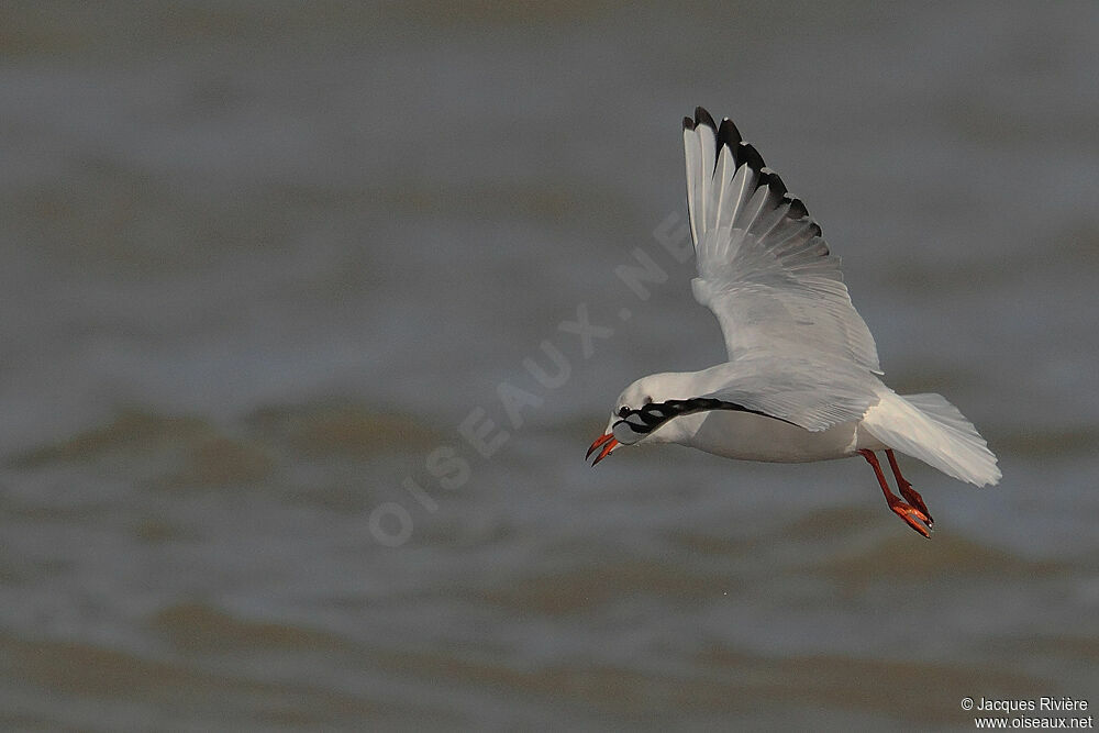 Mouette rieuseadulte internuptial