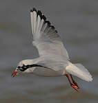 Mouette rieuse