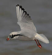 Black-headed Gull