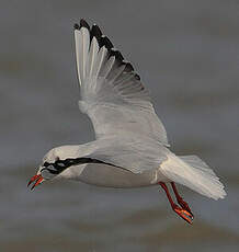 Mouette rieuse