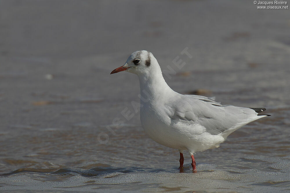 Black-headed Gulladult post breeding