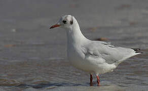 Black-headed Gull