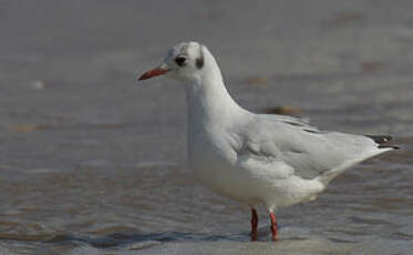 Mouette rieuse