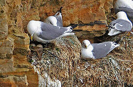 Black-legged Kittiwake