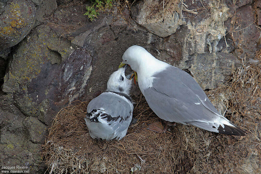 Black-legged Kittiwake, Reproduction-nesting