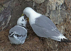 Black-legged Kittiwake