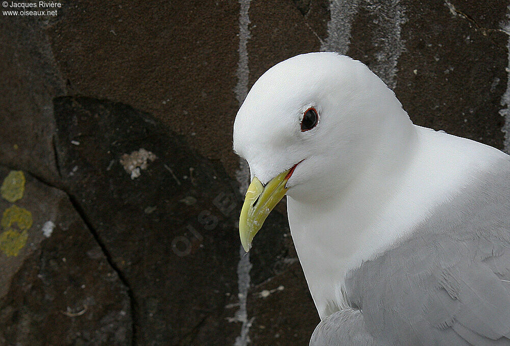 Mouette tridactyleadulte nuptial