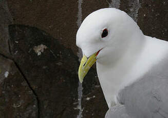 Mouette tridactyle