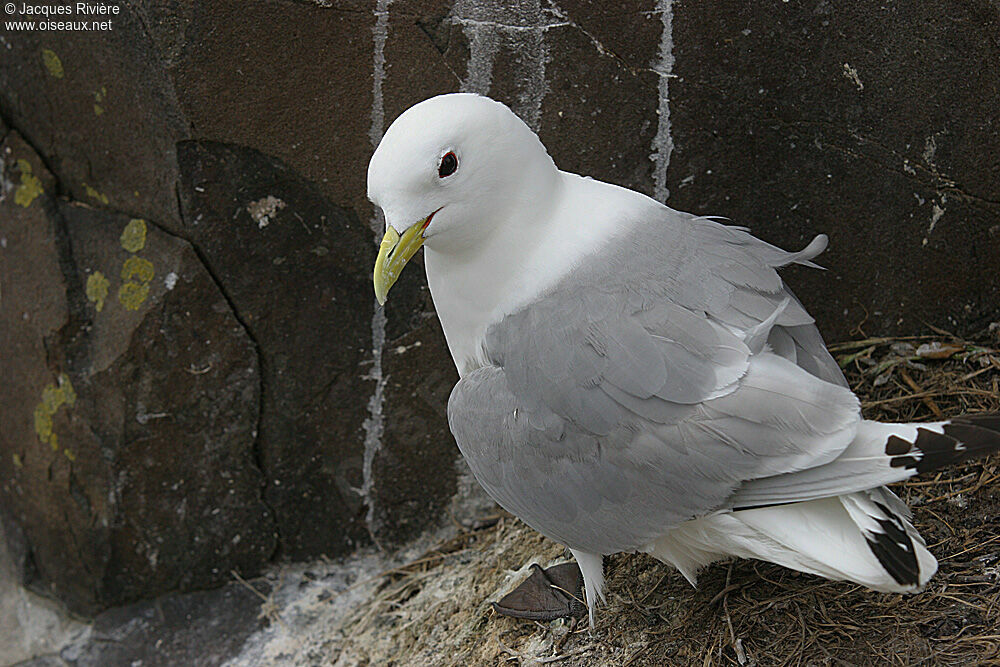 Mouette tridactyleadulte nuptial